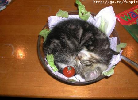 Catsalad