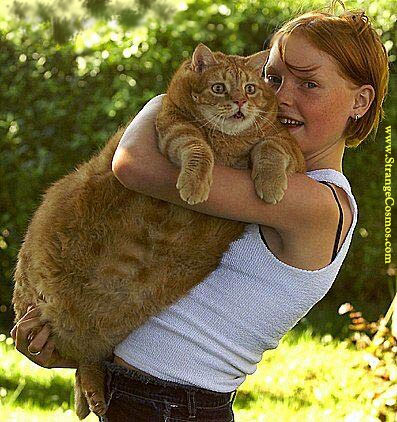 Gros chat