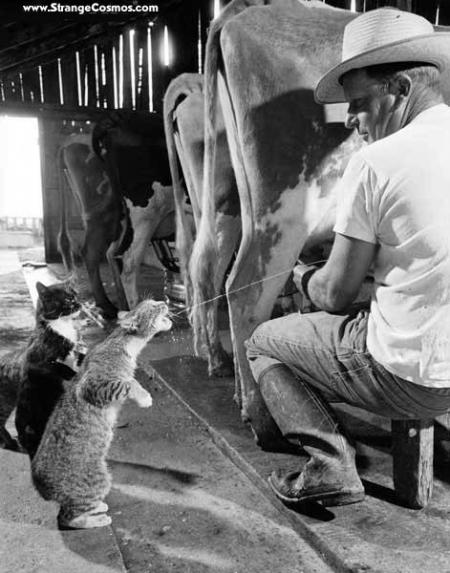 Les chats à la ferme.